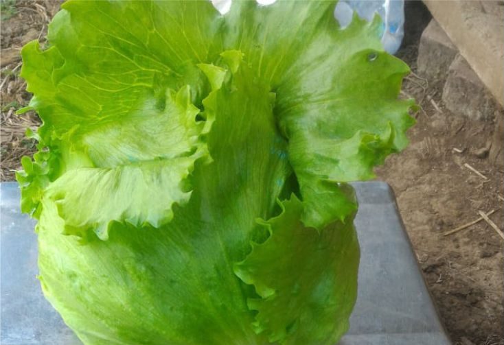 lettuce